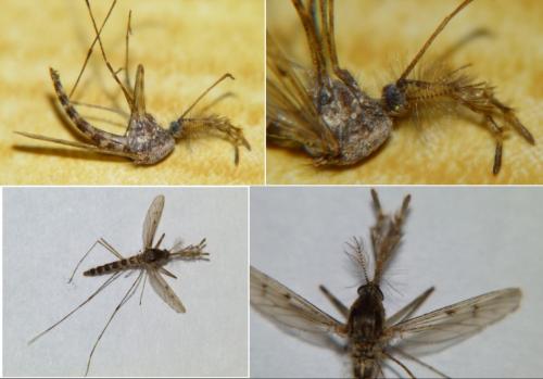 Réf. 246 300 : Culiseta annulata